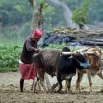 प्रदेश में खेती-किसानी का कार्य तेजी के साथ जारी