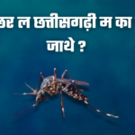 mosquito in chhattisgarhi