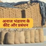 धान भंडारण में सूखत एवं कीट-जनित क्षय: वैज्ञानिक एवं स्वाभाविक प्रक्रिया