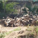 गिद्ध संरक्षण में छत्तीसगढ़ की नई उड़ान