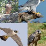उदंती-सीतानदी में दिखा दुनिया का सबसे तेज़ उड़ने वाला पक्षी पेरेग्रीन फाल्कन